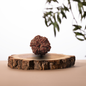 6 Mukhi Rudraksha - 6 मुखी रुद्राक्ष