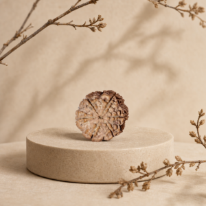6 Mukhi Nepali Rudraksha (छह मुखी नेपाली रुद्राक्ष)